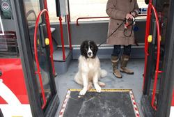 Hund im Bus